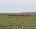 tanzanie_serengeti_safari106