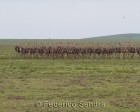 tanzanie_serengeti_safari107