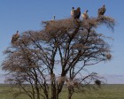 tanzanie_serengeti_safari112