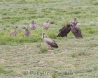 tanzanie_serengeti_safari113