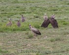 tanzanie_serengeti_safari114