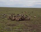 tanzanie_serengeti_safari115