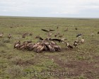 tanzanie_serengeti_safari116