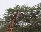tanzanie_serengeti_safari118