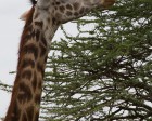 tanzanie_serengeti_safari120