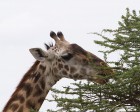 tanzanie_serengeti_safari121