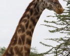 tanzanie_serengeti_safari122