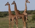 tanzanie_serengeti_safari124