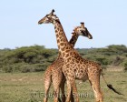 tanzanie_serengeti_safari125