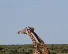 tanzanie_serengeti_safari127
