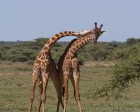 tanzanie_serengeti_safari128
