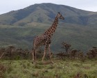 tanzanie_serengeti_safari129