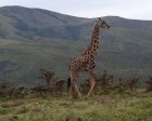 tanzanie_serengeti_safari130