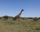tanzanie_serengeti_safari134