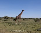 tanzanie_serengeti_safari134